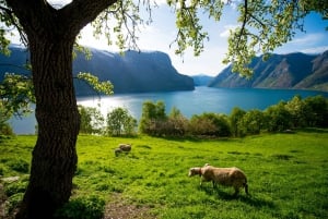 Bergen: wioska wikingów, rejs po fiordzie Nærøyfjord i kolejka Flåm