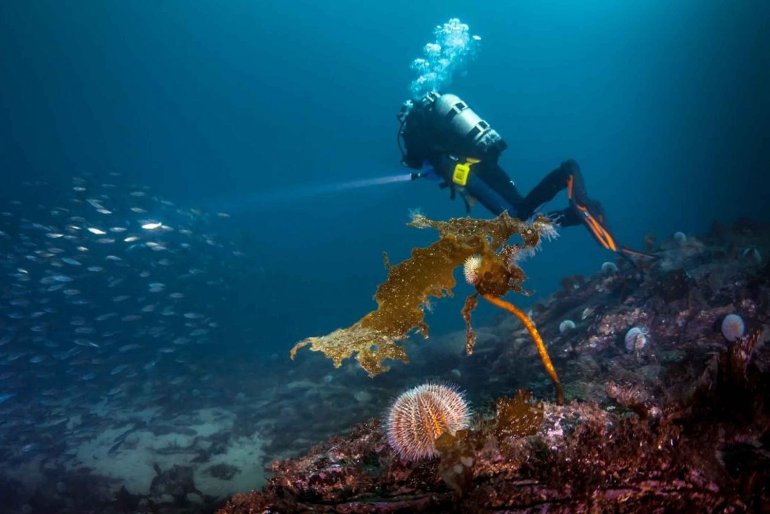 Bergen: Buceo guiado
