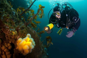 Bergen: Buceo guiado