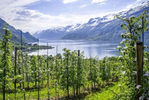 Bergen: Hardangerfjord Tour with Lunch & Waterfalls