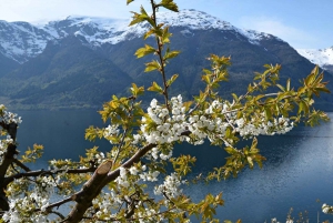 Bergen: Hardangerfjorden, Voss Gondol & 3 stora vattenfall