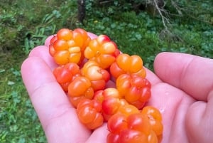 Bergen Magische Natuurtour | ViFlowExperience