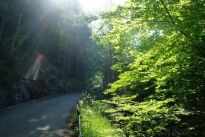 Bergen: ruta de senderismo urbano por la montaña y tour histórico