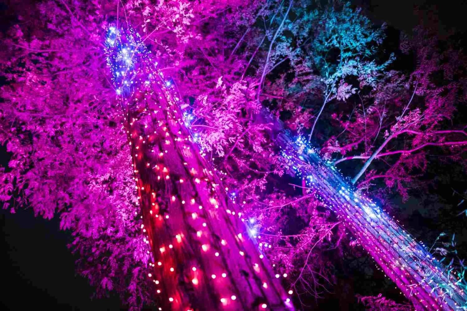 Berlin: Entry Ticket to Christmas at Tierpark