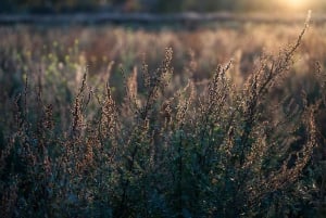 Berlin: Photo course Landschafts- & Naturfotografie