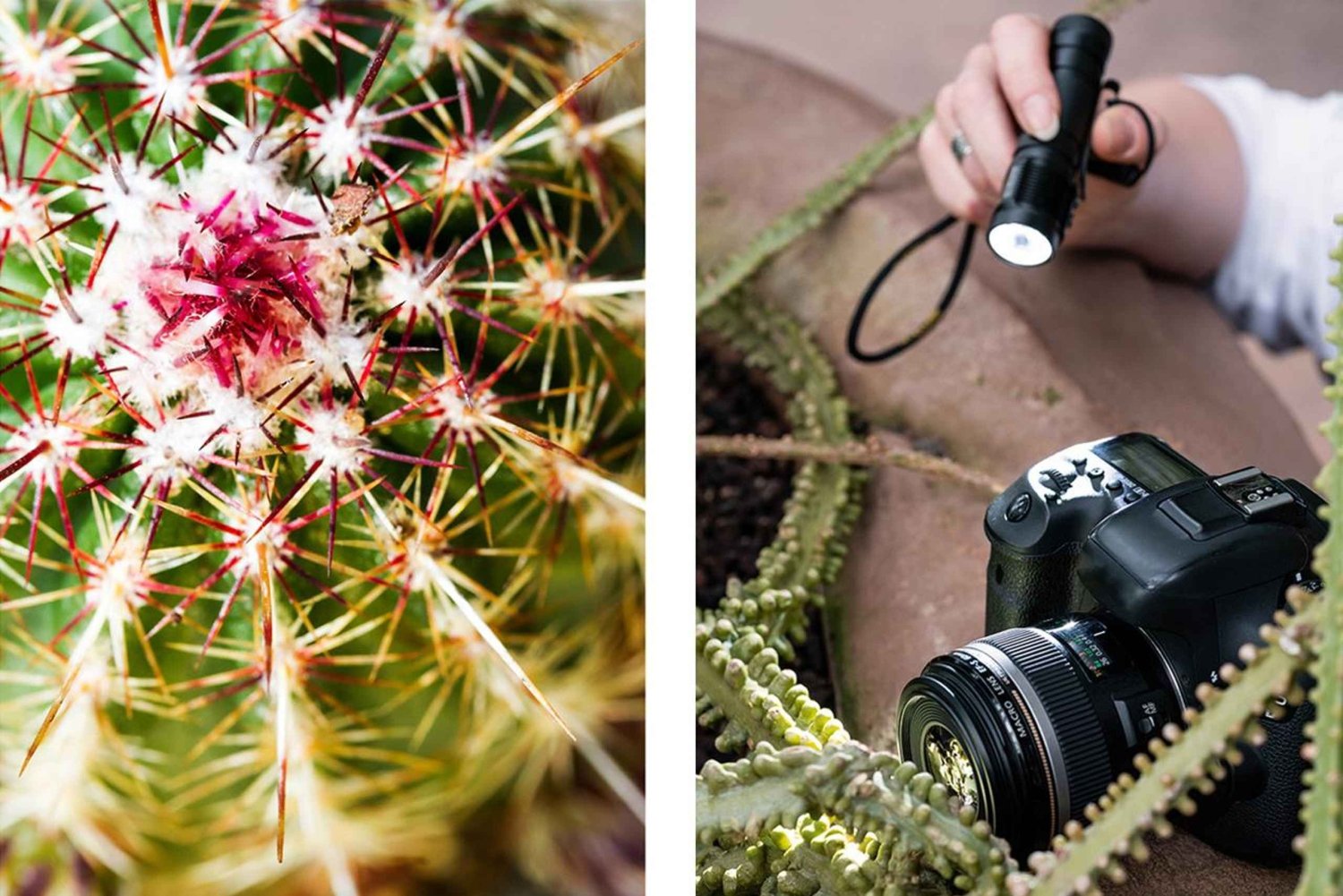 Berlin: Macro Photography Course - Nature in Detail