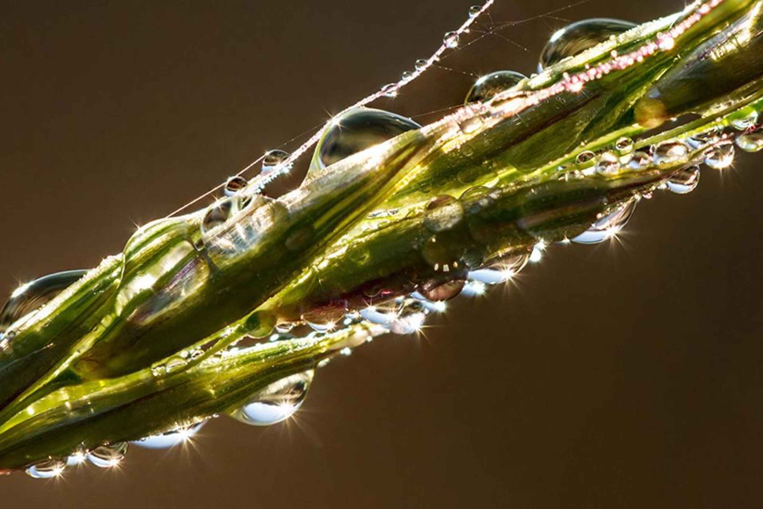 Berlin: Macro Photography Course - Nature in Detail