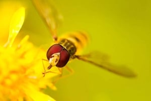 Berlin: Macro Photography Course - Nature in Detail