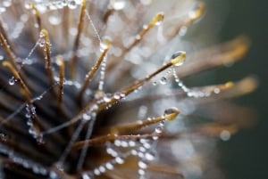 Berlin: Macro Photography Course - Nature in Detail