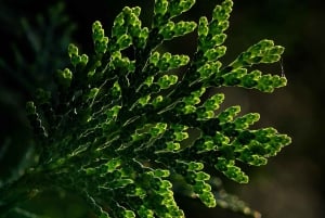 Berlin: Macro Photography Course - Nature in Detail