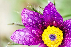 Berlin: Macro Photography Course - Nature in Detail