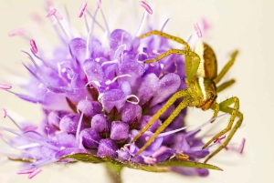 Berlin: Macro Photography Course - Nature in Detail