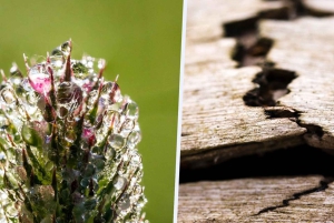 Berlin: Macro Photography Course - Nature in Detail