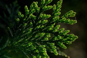 Berlin: Macro Photography Course - Nature in Detail