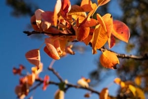 Berlín: Curso de fotografía Landschafts- & Naturfotografie