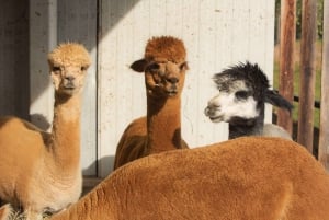 From Berlin: 2.5-Day Nature & Wellness Retreat at a Lake