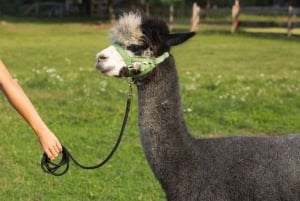 From Berlin: 2.5-Day Nature & Wellness Retreat at a Lake