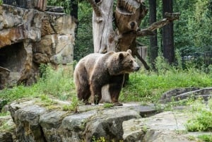 Private Transport to Berlin Zoo with Skip-the-line Ticket