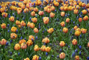 Частный трансфер в Берлинский зоопарк с билетами без очереди