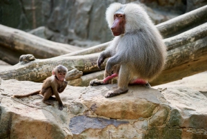 Частный трансфер в Берлинский зоопарк с билетами без очереди