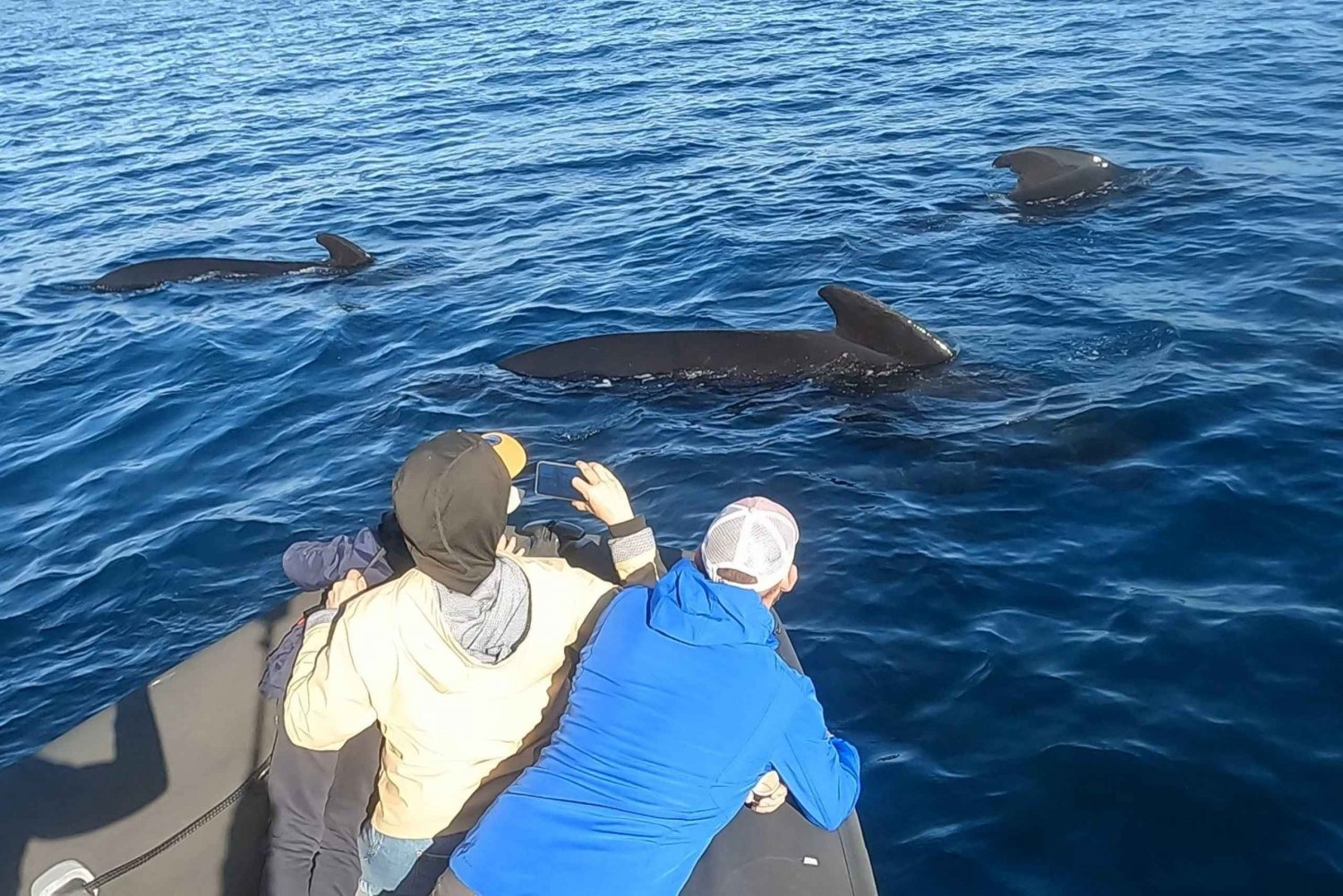 Basque Country: Dolphin Watching Boat Trip