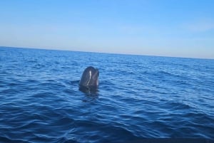 Basque Country: Dolphin Watching Boat Trip