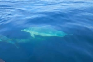 Basque Country: Dolphin Watching Boat Trip