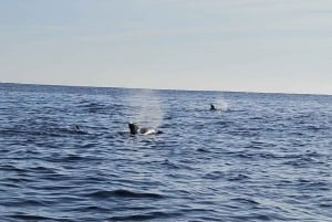 Basque Country: Dolphin Watching Boat Trip