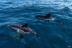 Basque Country: Dolphin Watching Boat Trip