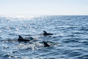 Basque Country: Dolphin Watching Boat Trip