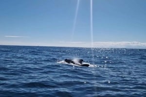 Basque Country: Dolphin Watching Boat Trip