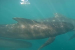 Basque Country: Dolphin Watching Boat Trip