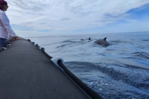 Basque Country: Dolphin Watching Boat Trip