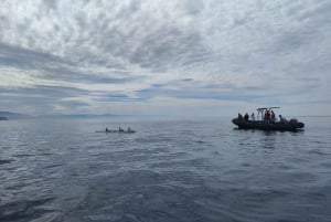 Basque Country: Dolphin Watching Boat Trip