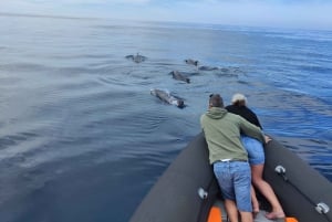 Basque Country: Dolphin Watching Boat Trip