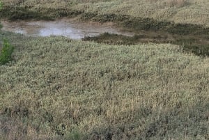 Biarritzista: Dune du Pilat ja Arcachonin lahti – 100 % yksityinen