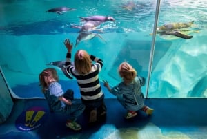 Birmingham: Mondo Cadbury + SEA LIFE + LEGOLAND Discovery