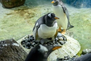 Birmingham: Mondo Cadbury + SEA LIFE + LEGOLAND Discovery