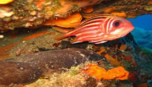 Aquanaut Diving Center