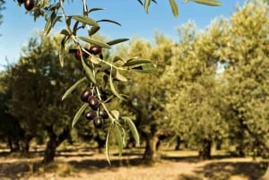 Bodrum: Guided Olive Grove Helicopter Tour and Aegean Brunch
