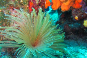 Bodrum: Scuba Diving Trip including lunch