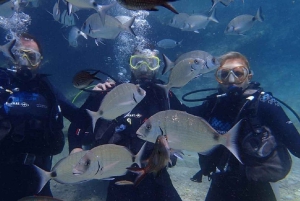 Bodrum Scuba Diving Experince W/ Lunch & Round Trip Transfer