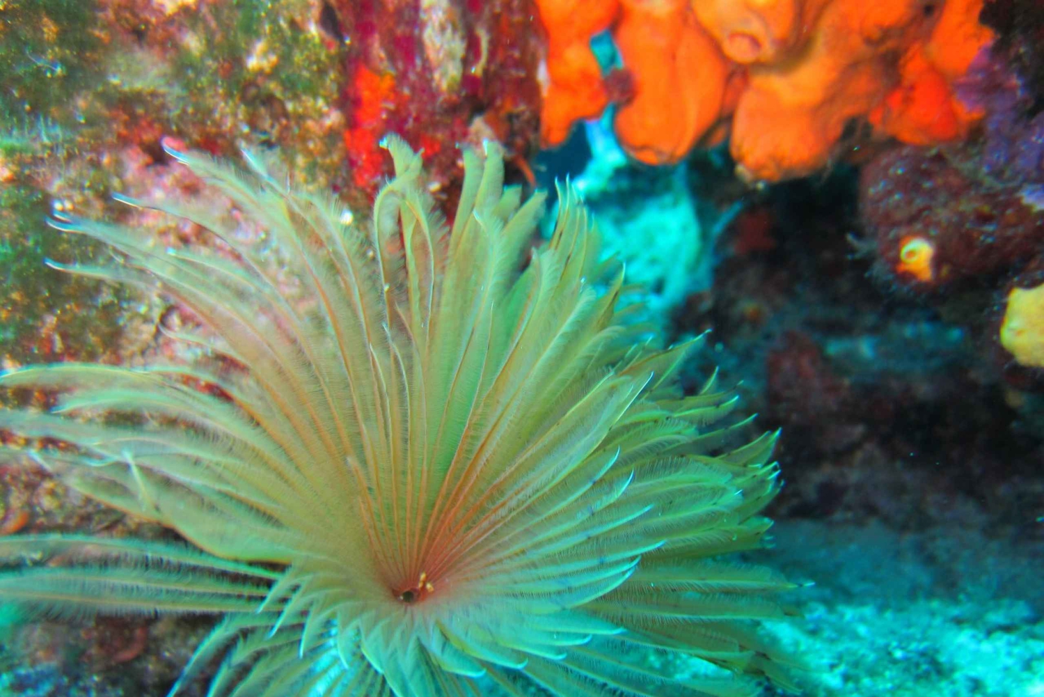 Bodrum: Tauchtrip mit Mittagessen