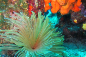 Bodrum: Tauchtrip mit Mittagessen