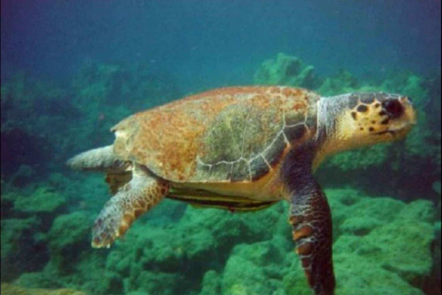 Bodrum to Dalyan Turtle Beach (Caunos) Guided Tour