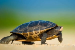 Vanuit Bodrum: Dalyan, schildpaddenstrand en modderbaden dagtrip