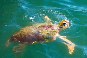 Z Bodrum: Dalyan, żółwia plaża i kąpiele błotne - 1-dniowa wycieczka