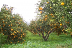 Kadikalesi by Nese Avcil