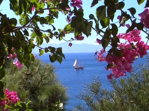 Sea behind Bougainvillea 