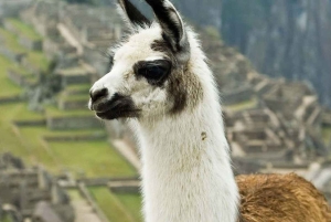 Circuit de 13 jours à Cusco, Vallée sacrée, Machu Picchu et Bolivie